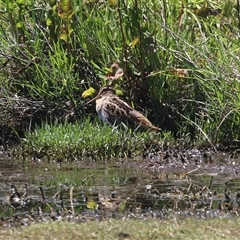 Gallinago hardwickii at Fyshwick, ACT - 10 Dec 2024 by RodDeb