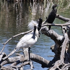 Platalea regia (Royal Spoonbill) at Fyshwick, ACT - 10 Dec 2024 by RodDeb