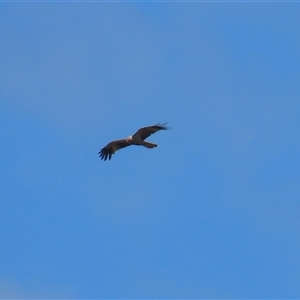 Haliastur sphenurus at Fyshwick, ACT - 10 Dec 2024