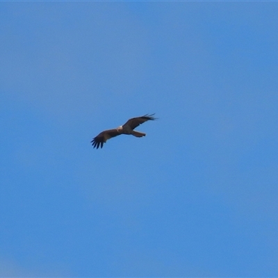 Haliastur sphenurus at Fyshwick, ACT - 10 Dec 2024 by RodDeb