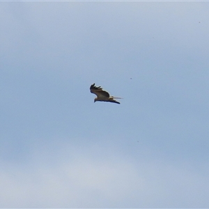 Haliastur sphenurus at Fyshwick, ACT - 10 Dec 2024 11:55 AM