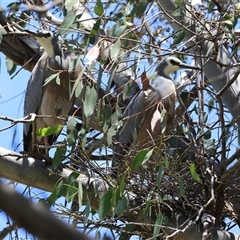 Egretta novaehollandiae (White-faced Heron) at Fyshwick, ACT - 10 Dec 2024 by RodDeb