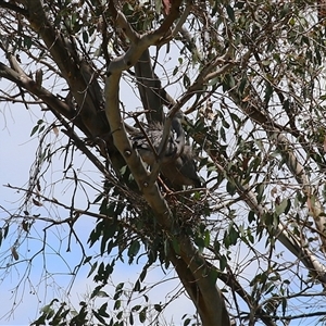 Egretta novaehollandiae at Fyshwick, ACT - 10 Dec 2024