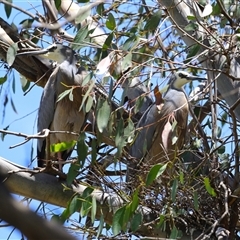 Egretta novaehollandiae at Fyshwick, ACT - 10 Dec 2024