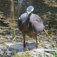 Egretta novaehollandiae at Fyshwick, ACT - 10 Dec 2024