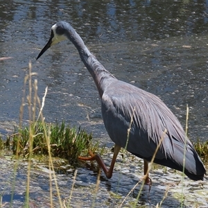 Egretta novaehollandiae at Fyshwick, ACT - 10 Dec 2024