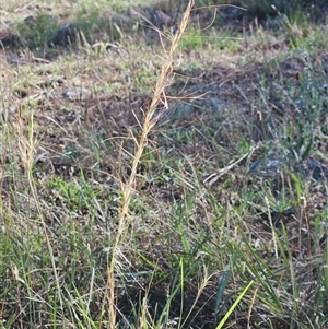 Austrostipa scabra (Corkscrew Grass, Slender Speargrass) at Hawker, ACT by sangio7