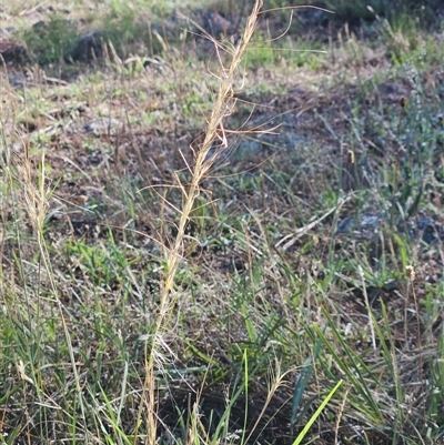 Austrostipa scabra (Corkscrew Grass, Slender Speargrass) at Hawker, ACT - 9 Dec 2024 by sangio7