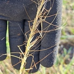 Austrostipa scabra at Hawker, ACT - 10 Dec 2024 08:46 AM