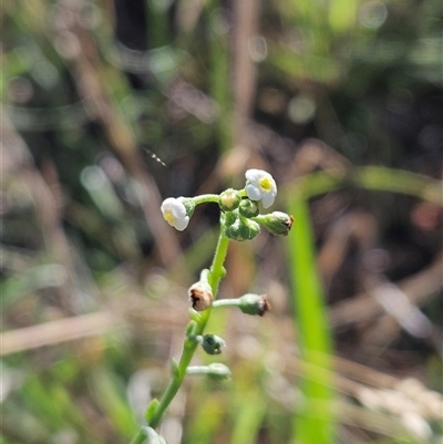 Hackelia suaveolens (Sweet Hounds Tongue) at Hawker, ACT - 10 Dec 2024 by sangio7