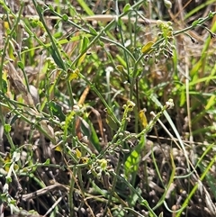 Hackelia suaveolens at Hawker, ACT - 10 Dec 2024