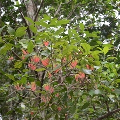 Amylotheca dictyophleba (Brush Mistletoe) at Broughton Village, NSW - 9 Dec 2024 by plants