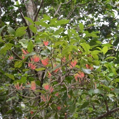 Amylotheca dictyophleba (Brush Mistletoe) at Broughton Village, NSW - 9 Dec 2024 by plants