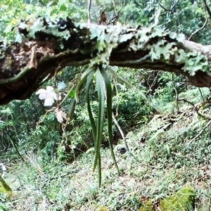 Sarcochilus hillii at Broughton Village, NSW - suppressed