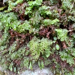 Hymenophyllum cupressiforme (Common Filmy Fern) at Broughton Village, NSW - 9 Dec 2024 by plants