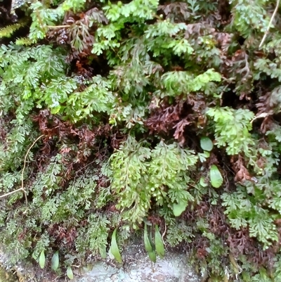 Hymenophyllum cupressiforme (Common Filmy Fern) at Broughton Village, NSW - 9 Dec 2024 by plants