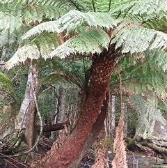 Dicksonia antarctica (Soft Treefern) at Broughton Village, NSW - 9 Dec 2024 by plants