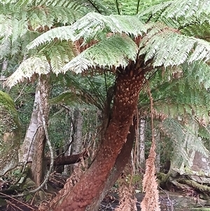 Dicksonia antarctica at Broughton Village, NSW - suppressed