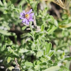 Vittadinia gracilis (New Holland Daisy) at Hawker, ACT - 9 Dec 2024 by sangio7