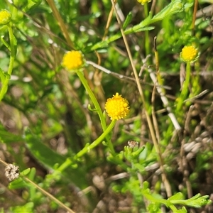 Calotis lappulacea (Yellow Burr Daisy) at Hawker, ACT by sangio7