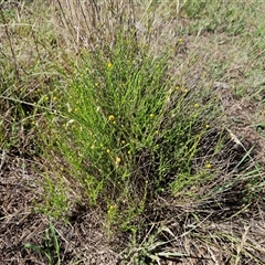 Calotis lappulacea at Hawker, ACT - 10 Dec 2024