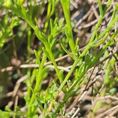 Calotis lappulacea at Hawker, ACT - 10 Dec 2024