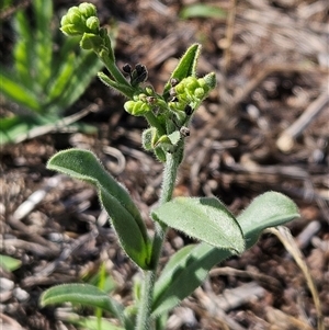 Hackelia suaveolens at Hawker, ACT - 10 Dec 2024