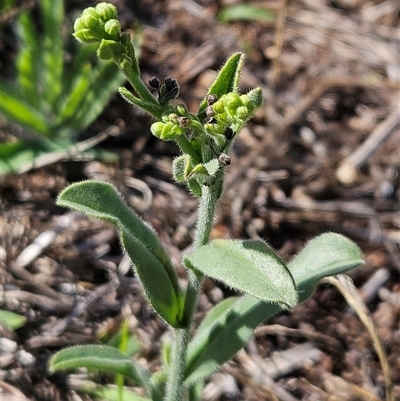 Hackelia suaveolens (Sweet Hounds Tongue) at Hawker, ACT - 10 Dec 2024 by sangio7