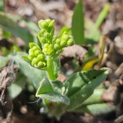 Hackelia suaveolens at Hawker, ACT - 10 Dec 2024