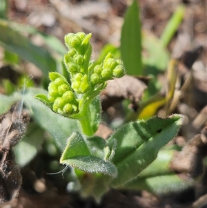 Hackelia suaveolens at Hawker, ACT - 10 Dec 2024