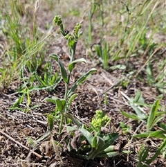 Hackelia suaveolens at Hawker, ACT - 10 Dec 2024