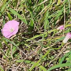 Convolvulus angustissimus subsp. angustissimus (Australian Bindweed) at Hawker, ACT - 10 Dec 2024 by sangio7