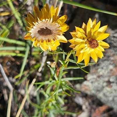 Xerochrysum viscosum (Sticky Everlasting) at Hawker, ACT - 10 Dec 2024 by sangio7