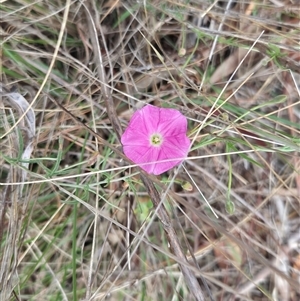 Convolvulus angustissimus subsp. angustissimus at Red Hill, ACT - 9 Dec 2024