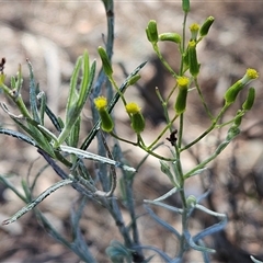 Senecio quadridentatus (Cotton Fireweed) at Hawker, ACT - 10 Dec 2024 by sangio7