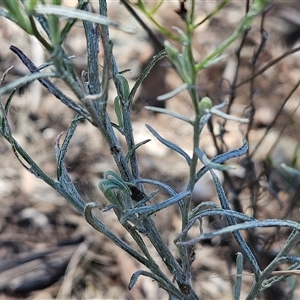 Senecio quadridentatus at Hawker, ACT - 10 Dec 2024