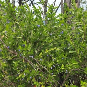 Billardiera heterophylla (Western Australian Bluebell Creeper) at Red Hill, ACT by Tammy