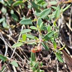 Einadia nutans subsp. nutans (Climbing Saltbush) at Hawker, ACT - 9 Dec 2024 by sangio7