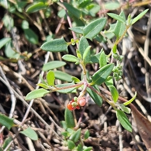 Einadia nutans subsp. nutans (Climbing Saltbush) at Hawker, ACT by sangio7