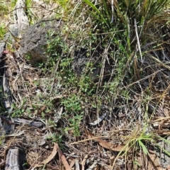 Einadia nutans subsp. nutans at Hawker, ACT - 10 Dec 2024