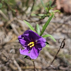 Solanum linearifolium at Hawker, ACT - 10 Dec 2024 11:01 AM