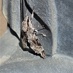 Agrius godarti (Godart's Hawk Moth) at Ngunnawal, ACT - 11 Dec 2024 by Masher