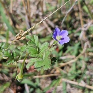 Erodium crinitum at Hawker, ACT - 10 Dec 2024 11:10 AM