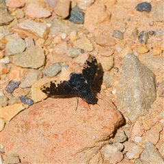 Anthrax maculatus (A bee fly) at Uriarra Village, ACT - 10 Dec 2024 by DPRees125