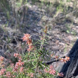 Lissanthe strigosa subsp. subulata at Pucawan, NSW - 4 Sep 2024