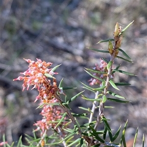 Lissanthe strigosa subsp. subulata at Pucawan, NSW - 4 Sep 2024