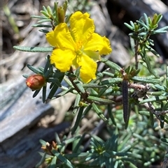 Hibbertia riparia (Erect Guinea-flower) at Pucawan, NSW - 4 Sep 2024 by Tapirlord