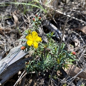 Hibbertia riparia at Pucawan, NSW - 4 Sep 2024