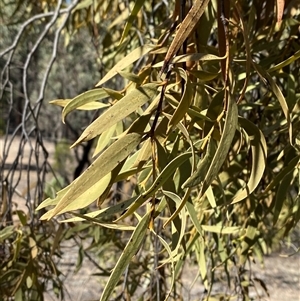 Santalum acuminatum at Pucawan, NSW - suppressed