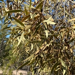 Santalum acuminatum at Pucawan, NSW - suppressed